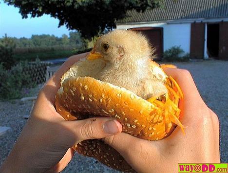 real-chicken-sandwhich-qka.jpg