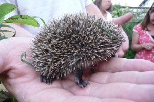 baby hedgehog in hand