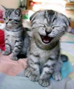 cute giggling kitten